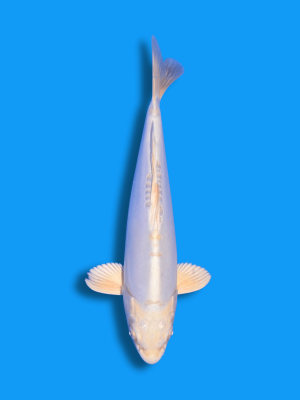 Doitsu Platinum | Koi&Co.